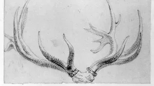 Sketch of deer antlers.