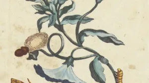 Botanical illustration of three blue flowers on a stem, a caterpillar, and a moth