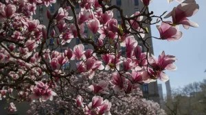 closeup of Magnolias at The Frick Collection